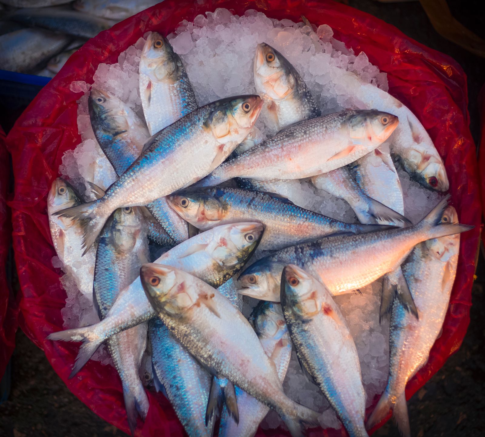 Fresh hilsa fish displayed on ice